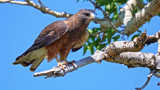 Education Stock Video, Kite, Hawk, Bird, Wildlife, Beak