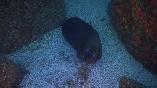 Eel, Fish, Sea, Water, Underwater, Ocean