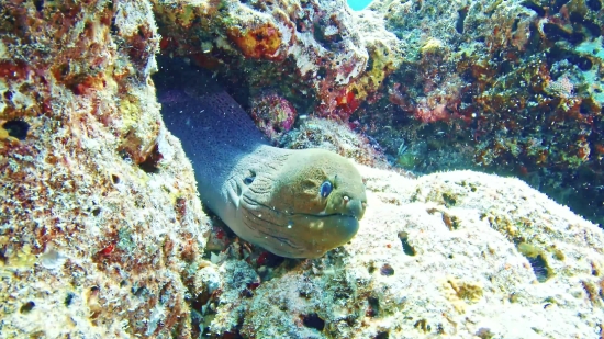 Eel, Fish, Underwater, Coral, Sea, Reef