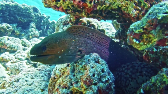 Eel, Fish, Underwater, Reef, Coral, Sea