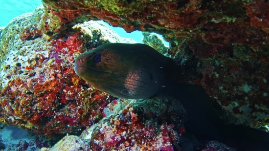 Eel, Fish, Underwater, Reef, Sea, Coral