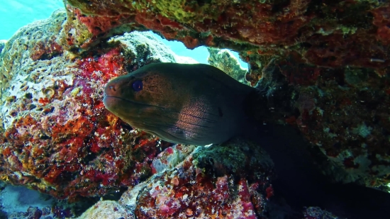 Eel, Fish, Underwater, Reef, Sea, Coral