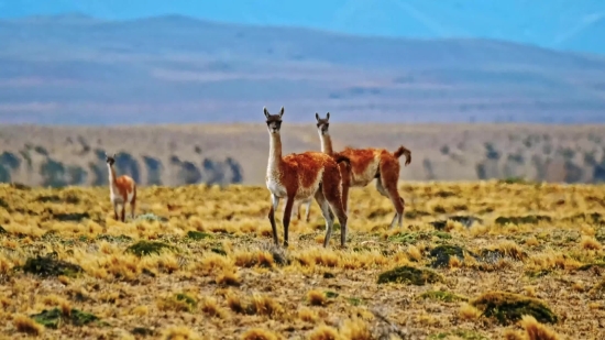 Effect Kinemaster Background, Antelope, Wildlife, Gazelle, Llama, Giraffe