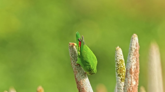 Effect Kinemaster Background Download Video, Leafhopper, Insect, Arthropod, Frog, Eye