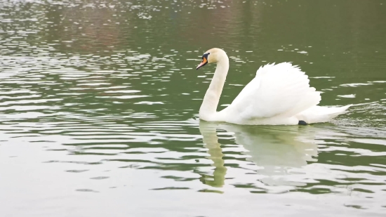 Egret, Bird, Heron, Lake, Wading Bird, Water