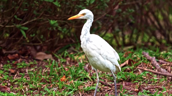 Egret, Heron, Bird, Wading Bird, Wildlife, Beak