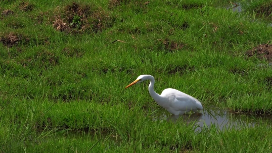 Egret, Heron, Bird, Wading Bird, Wildlife, Beak