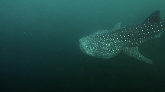 Electric Ray, Ray, Fish, Underwater, Puffer, Sea