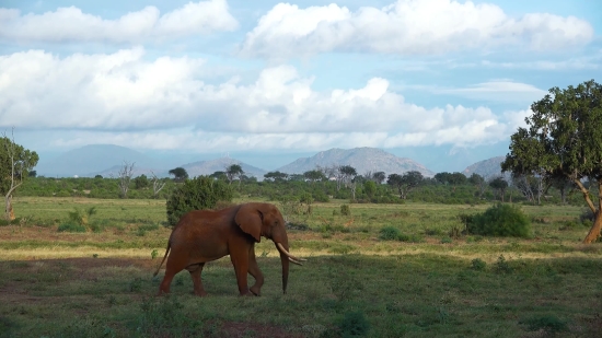 Elephant, Mammal, Horse, Grass, Tusker, Farm