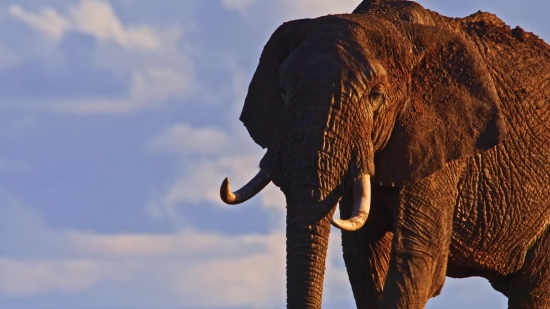 Elephant, Mammal, Safari, Tusker, Wildlife, Wild