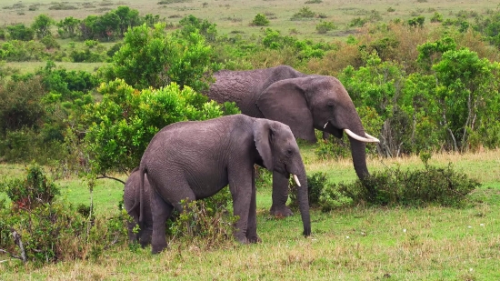 Elephant, Mammal, Safari, Wildlife, Tusker, Wild