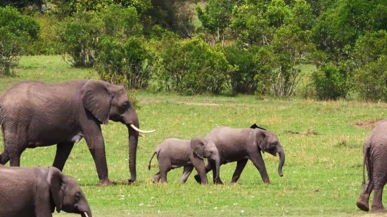 Elephant, Mammal, Safari, Wildlife, Tusker, Wild