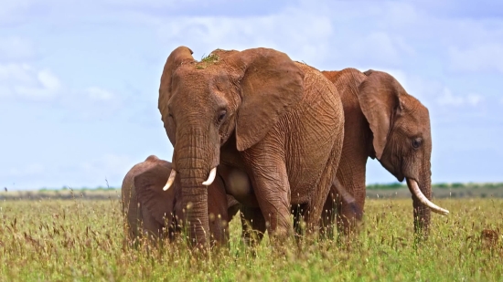 Elephant, Mammal, Safari, Wildlife, Wild, Trunk