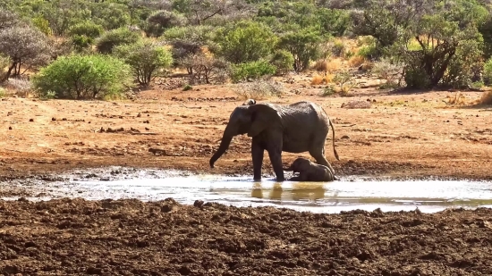 Elephant, Mammal, Safari, Wildlife, Wild, Trunk