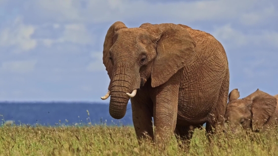 Elephant, Mammal, Safari, Wildlife, Wild, Trunk