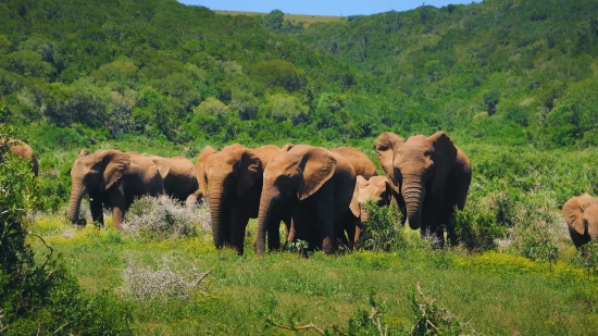 Elephant, Mammal, Safari, Wildlife, Wild, Trunk