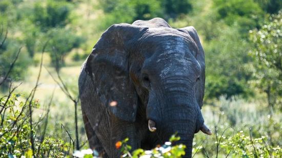 Elephant, Mammal, Safari, Wildlife, Wild, Trunk