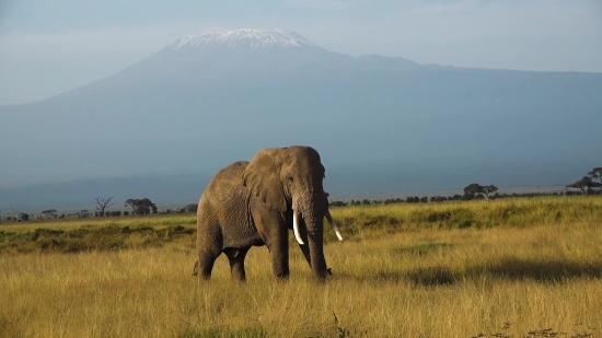 Elephant, Mammal, Safari, Wildlife, Wild, Trunk