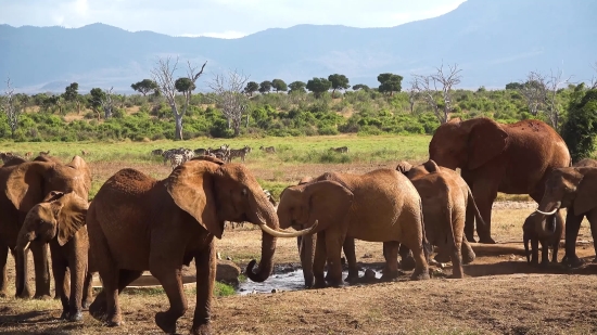 Elephant, Mammal, Safari, Wildlife, Wild, Trunk