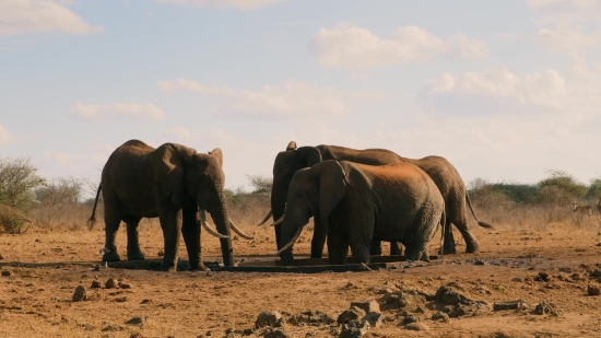 Elephant, Mammal, Safari, Wildlife, Wild, Trunk