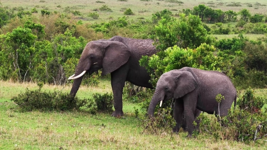 Elephant, Mammal, Safari, Wildlife, Wild, Trunk