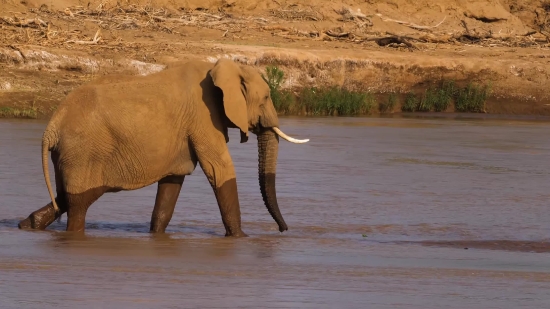 Elephant, Mammal, Safari, Wildlife, Wild, Trunk