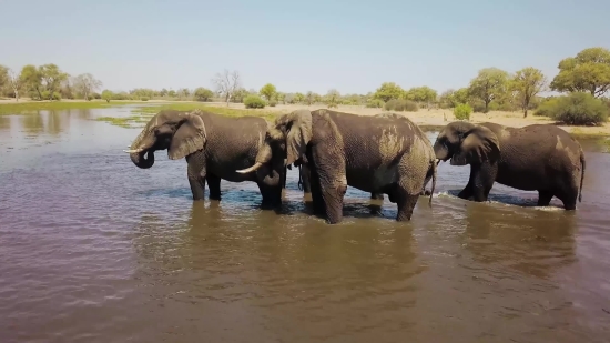 Elephant, Mammal, Safari, Wildlife, Wild, Trunk