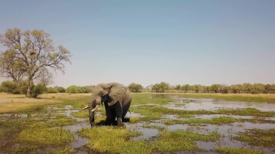 Elephant, Mammal, Safari, Wildlife, Wild, Trunk