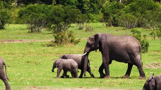 Elephant, Mammal, Safari, Wildlife, Wild, Trunk