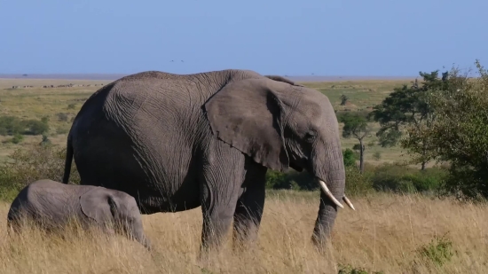 Elephant, Mammal, Safari, Wildlife, Wild, Trunk