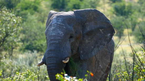 Elephant, Mammal, Safari, Wildlife, Wild, Trunk