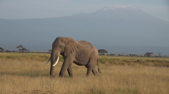 Elephant, Mammal, Safari, Wildlife, Wild, Trunk