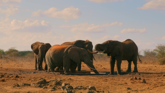 Elephant, Mammal, Safari, Wildlife, Wild, Trunk