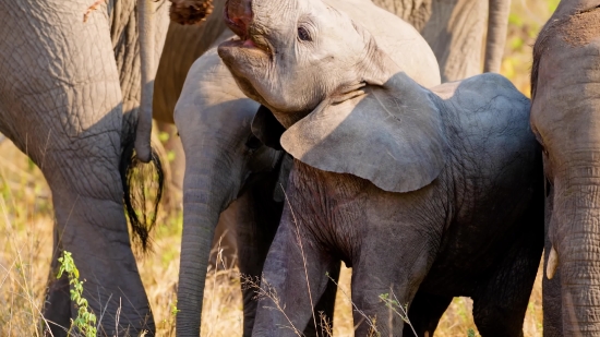 Elephant, Mammal, Safari, Wildlife, Wild, Trunk