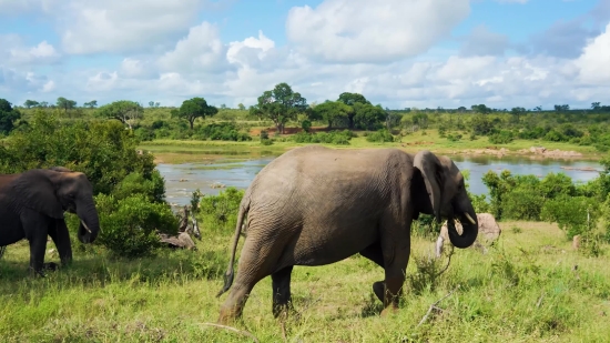 Elephant, Mammal, Safari, Wildlife, Wild, Trunk