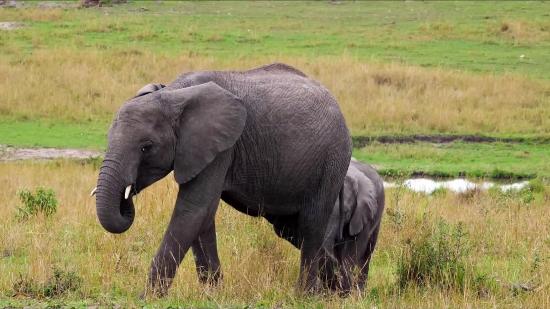 Elephant, Mammal, Safari, Wildlife, Wild, Tusker