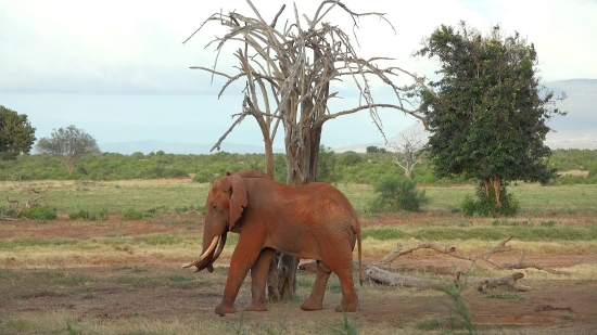 Elephant, Mammal, Tusker, Horse, Grass, Wildlife