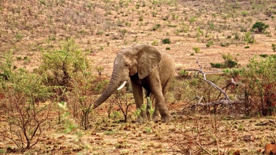 Elephant, Mammal, Tusker, Safari, Wildlife, Wild