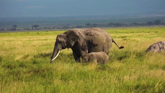 Elephant, Mammal, Tusker, Safari, Wildlife, Wild