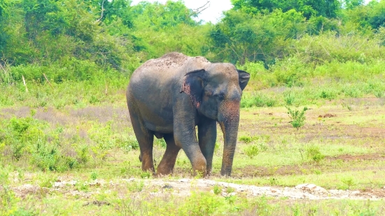 Elephant, Mammal, Tusker, Safari, Wildlife, Wild