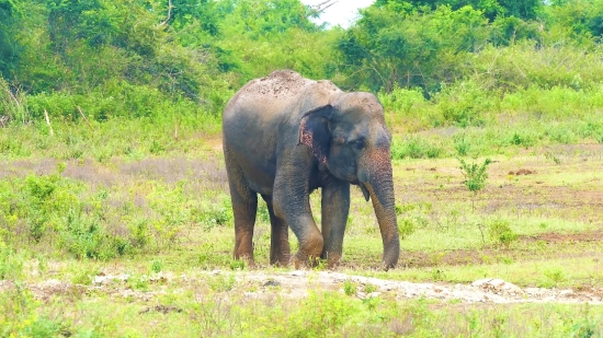 Elephant, Mammal, Tusker, Safari, Wildlife, Wild