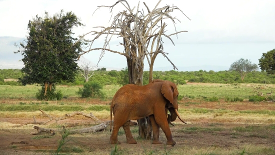 Elephant, Mammal, Tusker, Wildlife, Safari, Wild