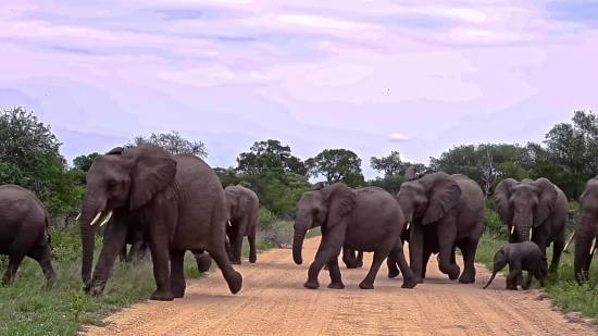 Elephant, Mammal, Wildlife, Safari, Wild, Trunk