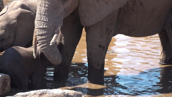 Elephant, Mammal, Wildlife, Safari, Wild, Trunk