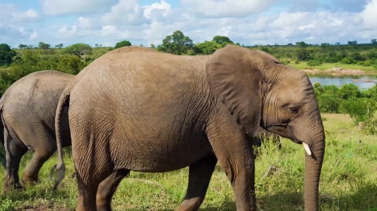 Elephant, Mammal, Wildlife, Safari, Wild, Trunk