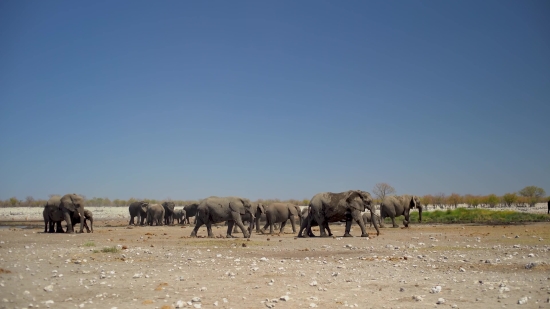 Elephant, Wild, Safari, Wildlife, Mammal, Savanna