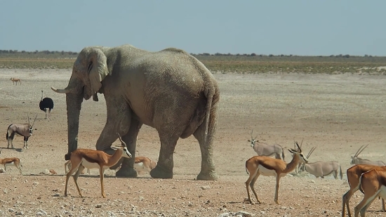 Elephant, Wildlife, Safari, Mammal, Wild, Trunk