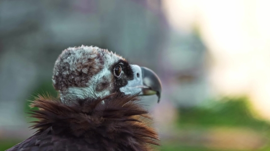 Emotional Video Clips Free Download, Bird, Vulture, Wildlife, Mammal, Wild