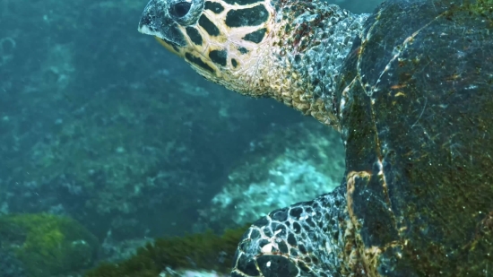 Encanto Clips, Loggerhead, Sea Turtle, Turtle, Underwater, Sea