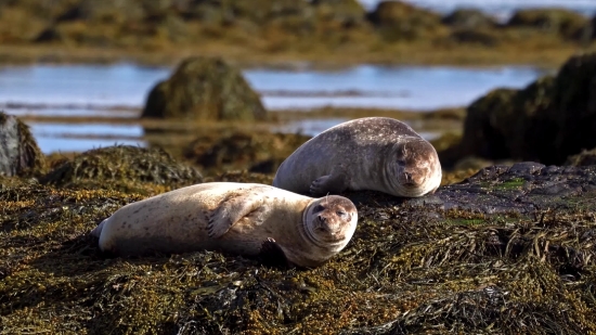 Encanto Movie Clips, Sea Lion, Eared Seal, Seal, Sea, Water